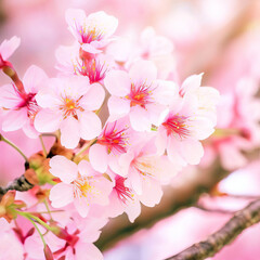 Fototapeta na wymiar beautiful Flower Pink Wild Himalayan Cherry Cherry Blossom or Sakura Generative AI 
