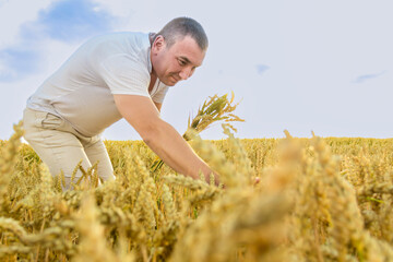A man harvests a grain crop and walks carefree and fun in a field with wheat. It's time to harvest....