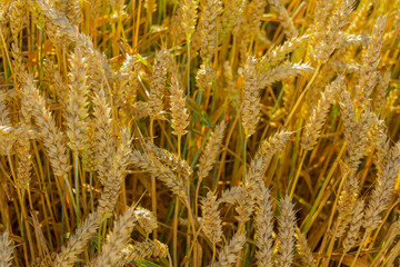 Ears of ripe wheat in a farmer's field. Grain for making bread. the concept of economic crisis and...