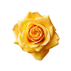 Beautiful yellow rose isolated on transparent background