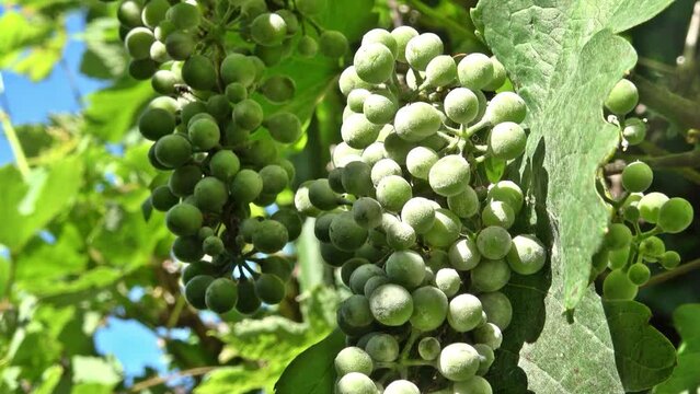 Grapes in Summer