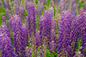 Purple lupine flowers growing on field
