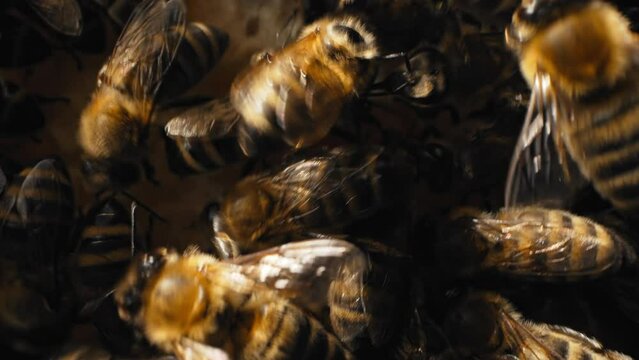 Workers bees processes pollen and pumps honey comb. Apiary. Life apis mellifera