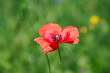 red poppy flower