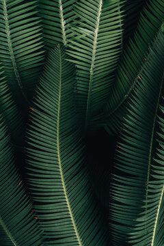 palm leaf background
