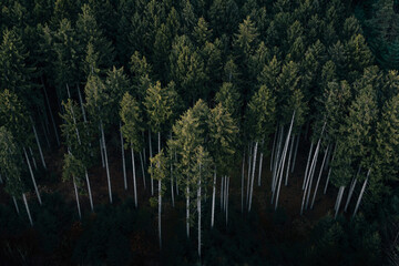 trees in the forest from above