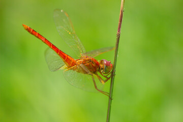 A dark red dragonfly or capung merah tua or Crocothemis erythraea