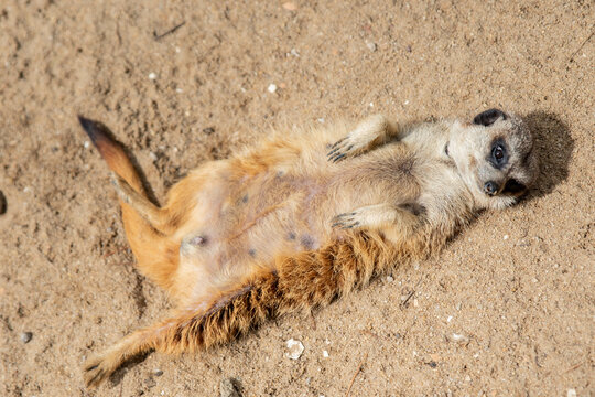 Animaux