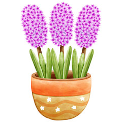 Hyacinth flower