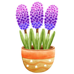 Hyacinth flower