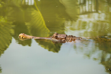 A freshwater crocodile Irian or Crocodylus novaeguineae