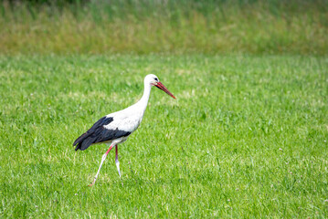 White stork in a meadow