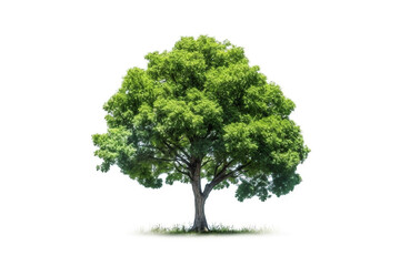Fototapeta na wymiar a green tree isolated on a white background