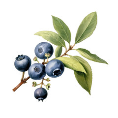 Blueberry, PNG. Generative AI	