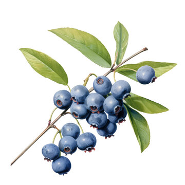 Branch with blueberries, PNG. Generative AI	