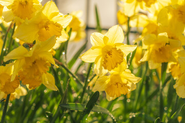 Blooming yellow daffodils against the light after a rain shower