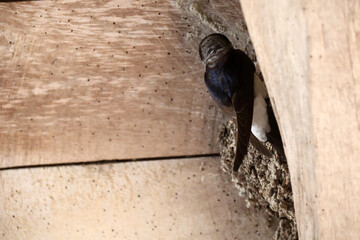 hirondelle au nid © helenedevun