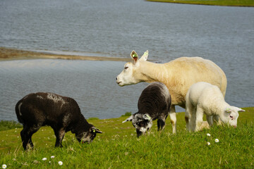 Zeeland
