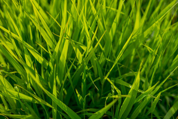 background close-up green bright grass