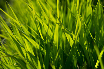 background close-up green bright grass