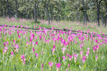 Beautiful scenery of Dork Kra Jiew or Siames tulip flower field over blur natural background, selective focus
