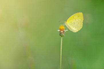 Closed up little cute yellow butterfly on wideflower plant over blur green natural background in soft light tone