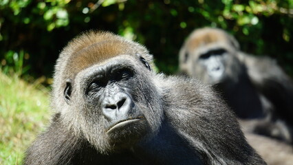 Two gorillas 
