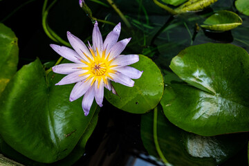 Red and blue water-lily Nymphaea nouchali Burm.f. 