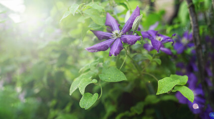 floral background with blooming violet-blue clematis in the rays of the sun