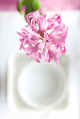 flower background of spring flowers in light warm colors hyacinths, selective focus