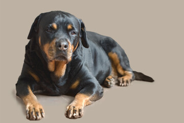 sad elderly Rottweiler dog lies and looks at the camera