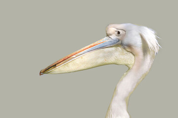 close-up portrait of white pelican isolate