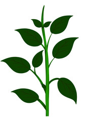 Plant stem illustration -  Plant PNG