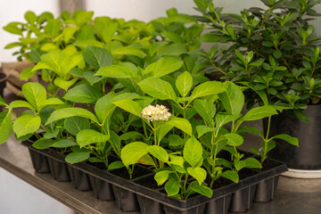 Bigleaf hydrangeas seedlings in pots on a table in hothouse. Growing new plants at home. Spring gardening.