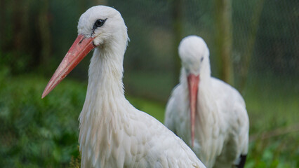 Two storks 