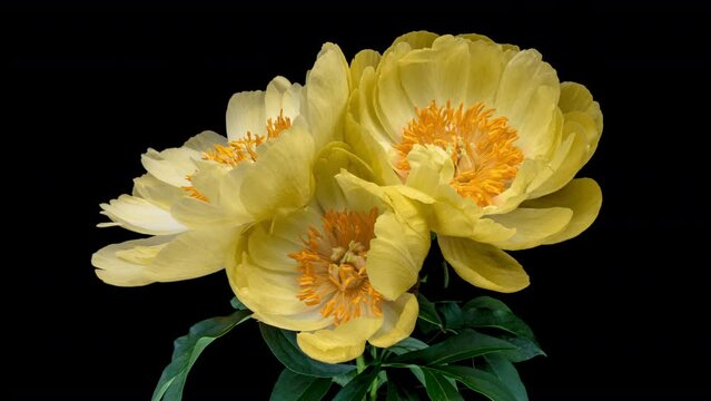 Amazing yellow peony flowers blooming on black background. Mothers Day concept. Holiday, love, birthday design backdrop