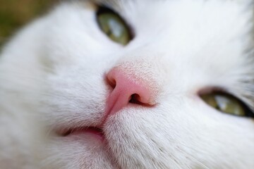 Healthy cat nose close up. Lovely pet face.