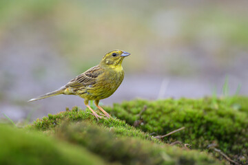 Goldammer Emberiza citrinella