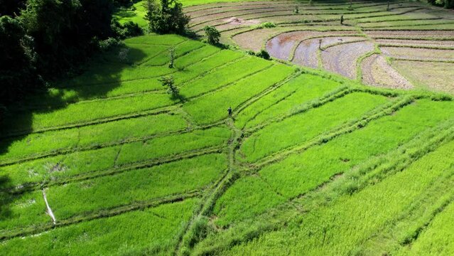 Rizi&egrave;res en terrasses vertes, culture du riz dans les champs &agrave; Palawan aux Philippines