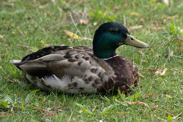 Mallard duck in the grass