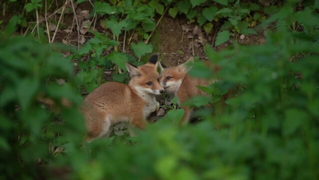 Red foxes are playing near the burrow. Small foxes in the spring wood. European nature.	