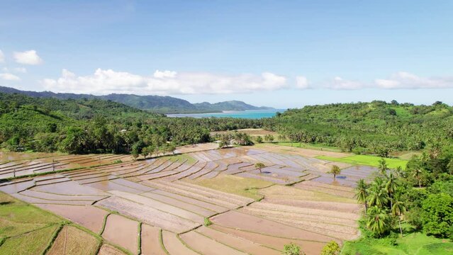 Rizi&egrave;res en terrasses vertes, culture du riz dans les champs &agrave; Palawan aux Philippines