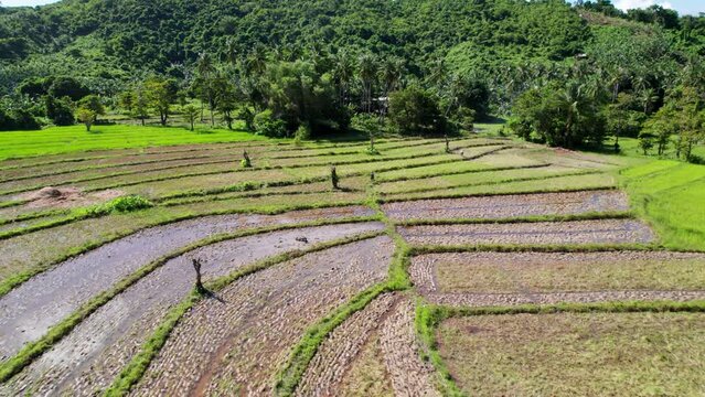 Rizi&egrave;res en terrasses vertes, culture du riz dans les champs &agrave; Palawan aux Philippines