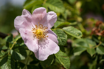 pink rosehip flower