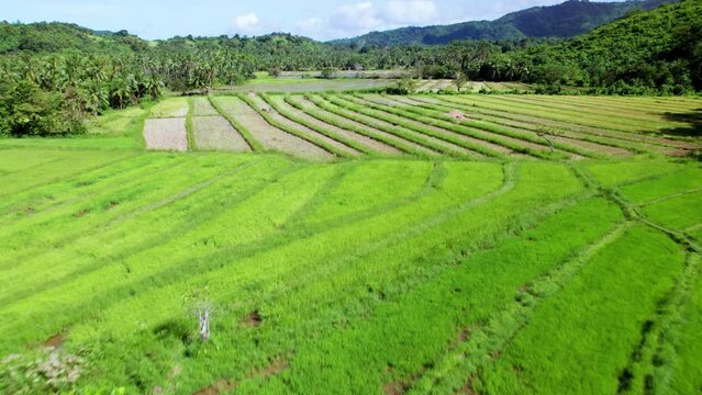 Rizi&egrave;res en terrasses vertes, culture du riz dans les champs &agrave; Palawan aux Philippines