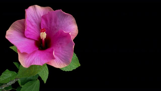 Timelapse of the hibiscus flower blooming on a black background. Holiday, love, birthday design backdrop.