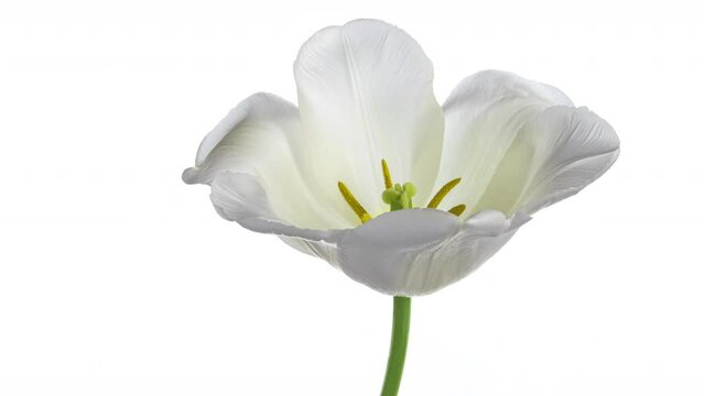 Beautiful white tulip flower on white background. Wedding, Valentines Day, Mothers Day concept. Holiday, love, birthday design