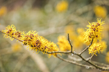 Yellow Witch Hazel (Hamamelis x intermedia 'Nina')