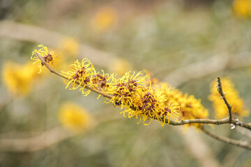 Yellow Witch Hazel (Hamamelis x intermedia 'Nina')