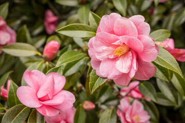 Fototapeta na wymiar Camellia 'Maud Messel' in flower